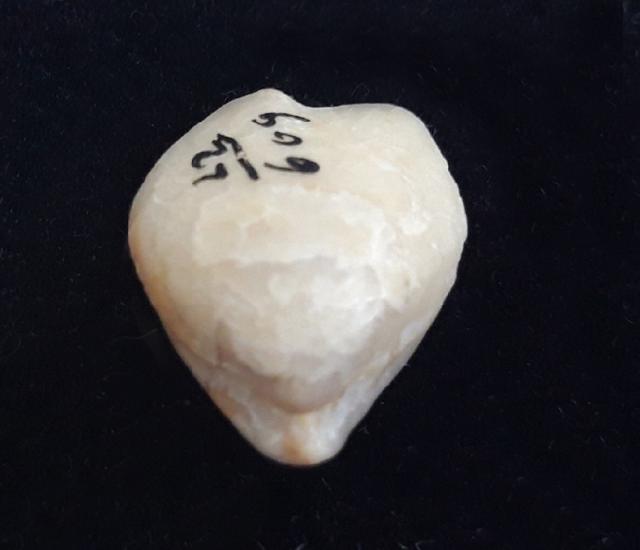 Zeilleria moisseievi DAGYS 1963 - Bild &copy; FossNet FossilienStore